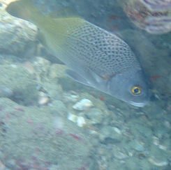 Burrito Grunt (Anisotremus interruptus)