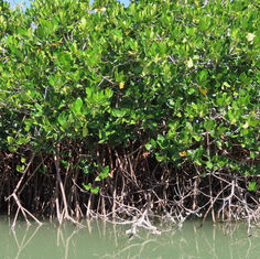 Rhizophora mangle (Red Mangrove)