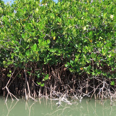 Rhizophora mangle (Red Mangrove)