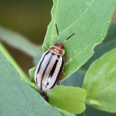 Flea Beetles (Kuschelina tenuilineata)