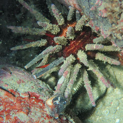 Slate Pencil Urchin (Eucidaris thouarsii )