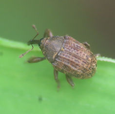 Molytinae Weevil