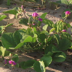 Beach Bean (Canavalia rosea)