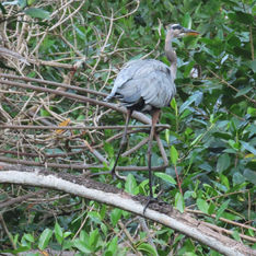 Great Blue Heron (Ardea herodias)