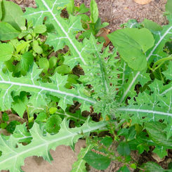 Prickly Poppy (Argemone ochroleuca)