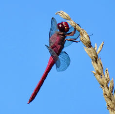 Carmine Skimmer (Male)