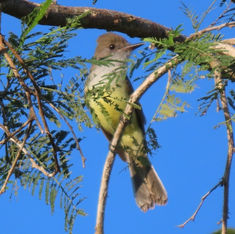 Dusky-capped Flycatcher (Myiarchus tuberculifer)