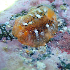 Doriopsilla janaina