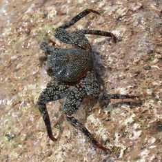 Sally Lightfoot Crab (Grapsus grapsus)