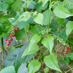 Pigeonberry (Rivina humilis)