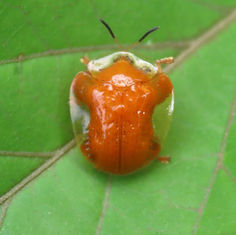 Charidotella tuberculata