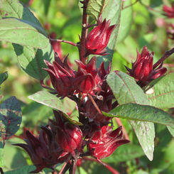 Roselle (Hibiscus sabdariffa)