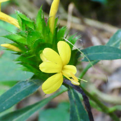 Barleria oenotheroides