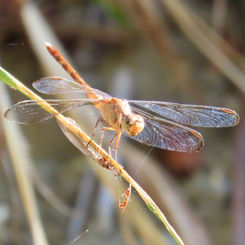 Black-winged Dragonlet (Erythrodiplax funerea)