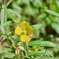 Mexican Primrose-Willow (Ludwigia octovalvis)