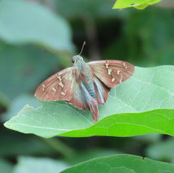 Esmeralda Longtail (Urbanus esmeraldus)