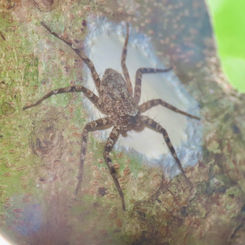 Crescent-eyed Spider