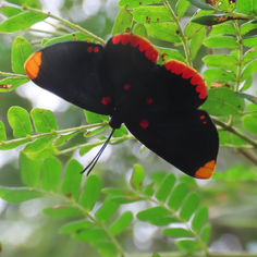 Red-bordered Pixie (Melanis pixe)