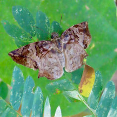 Deathmask Spurwing (Antigonus nearchusz) - Female