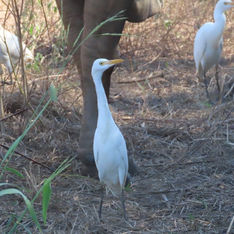Western Cattle-Egret (Ardea ibis)