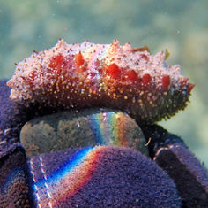 Sea Cucumber (Unknown) - Holothuria (Genus)