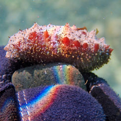 Sea Cucumber (Unknown) - Holothuria (Genus)