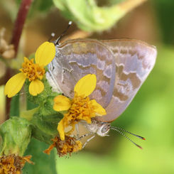 Gold-bordered Hairstreak (Rekoa palegon)