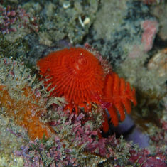 Ornate Christmas Tree Worm (Spirobranchus incrassatus)