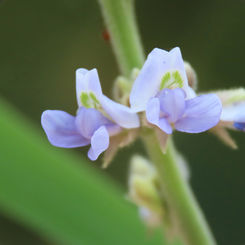 Calopogonium caeruleum