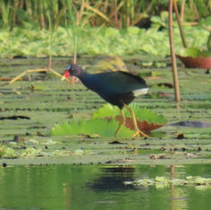 Purple Gallinule (Porphyrio martinica)