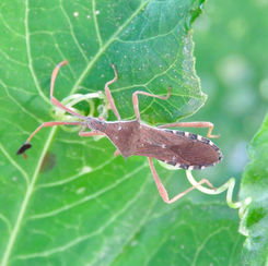 Chariesterus alternatus