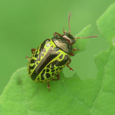 Calligrapha pantherina
