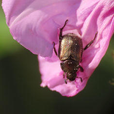 Shining Leaf Chafer Beetles (Tribe Anomalini)