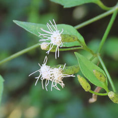 Siam Weed (Chromolaena odorata)