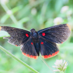 Red-bordered Pixie (Melanis pixe)