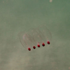 Salps (Genus Pegea)