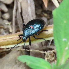 Mexican Bordered Plant Bug (Largus maculatus) Nymph