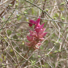 Ipomoea bracteata