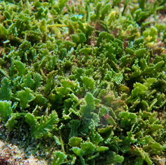 Green Feather Alga (Caulerpa sertularioides)
