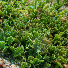 Green Feather Alga (Caulerpa sertularioides)