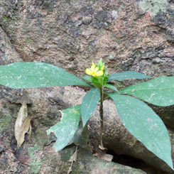 Barleria oenotheroides