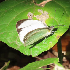 Cross-barred White (Itaballia demophile ssp. centralis)