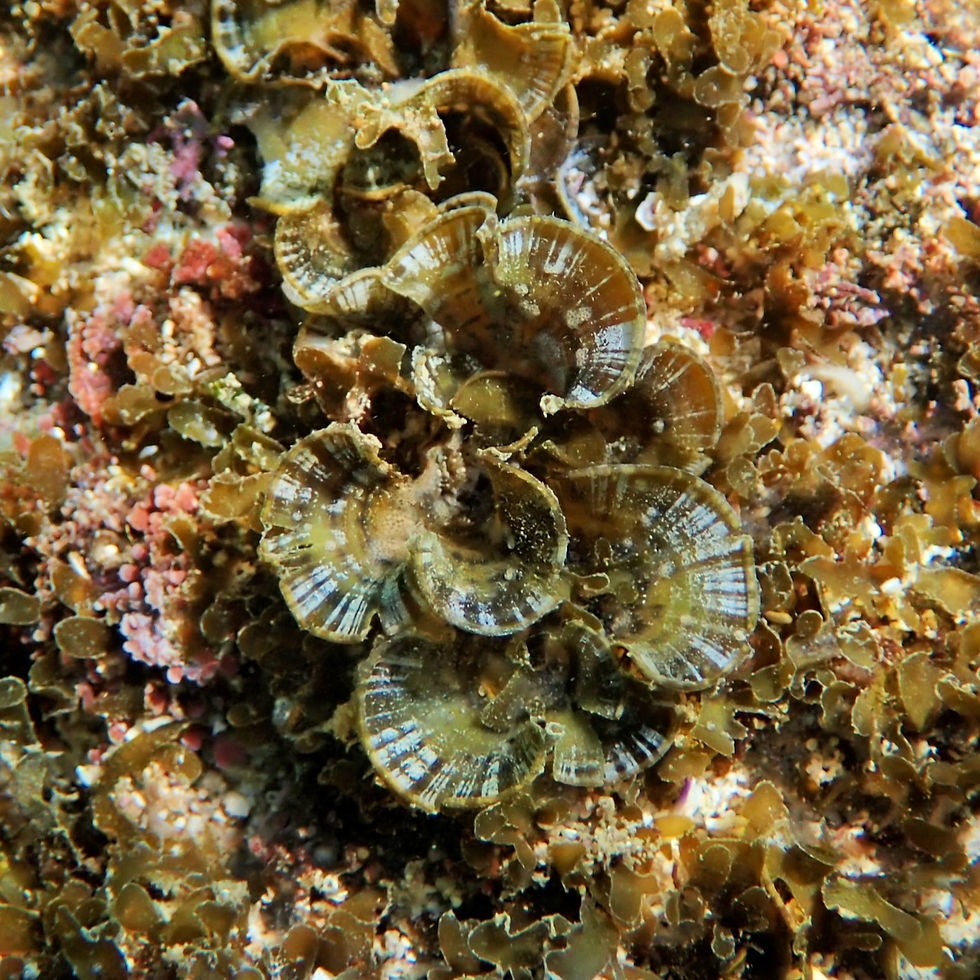 Brown Algae