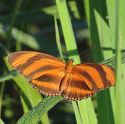 Banded Orange Heliconian (Dryadula phaetusa)