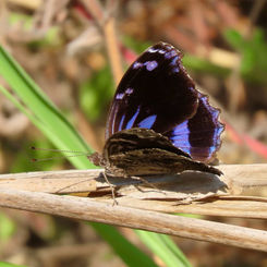 Blackened Bluewing (Myscelia cyananthe)