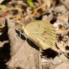 Barred Yellow (Eurema daira)