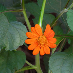 Mexican Sunflower (Tithonia rotundifolia)
