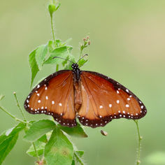 Soldier Butterfly (Danaus eresimus)