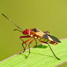 Turk's Red Cap Bug (Dysdercus concinnus)