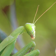 Arizona Mantis (Stagmomantis limbata)